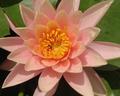 Lotus - Orange