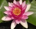 Lotus - Pink