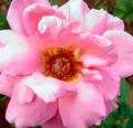 Rose 1