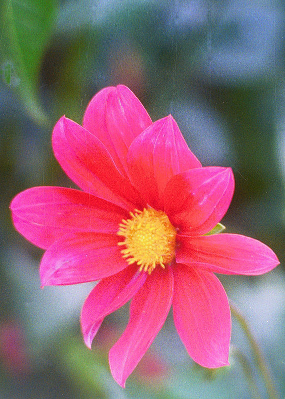 Purple Dhalia