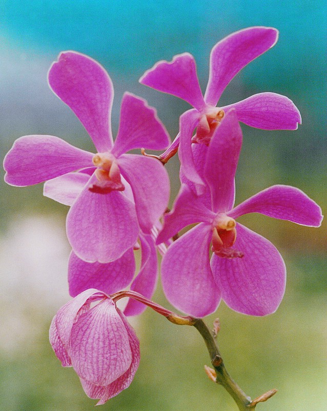 Orchid - Pink