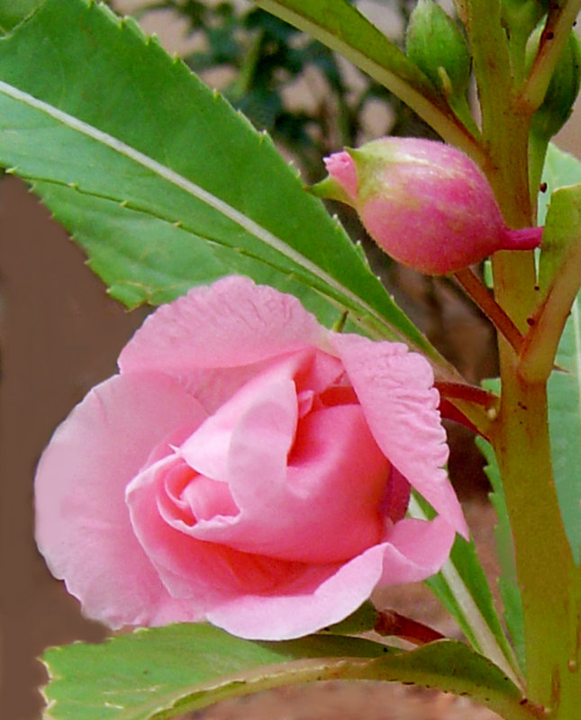 Balsam- Flower & Bud