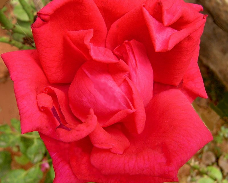 Red Rose