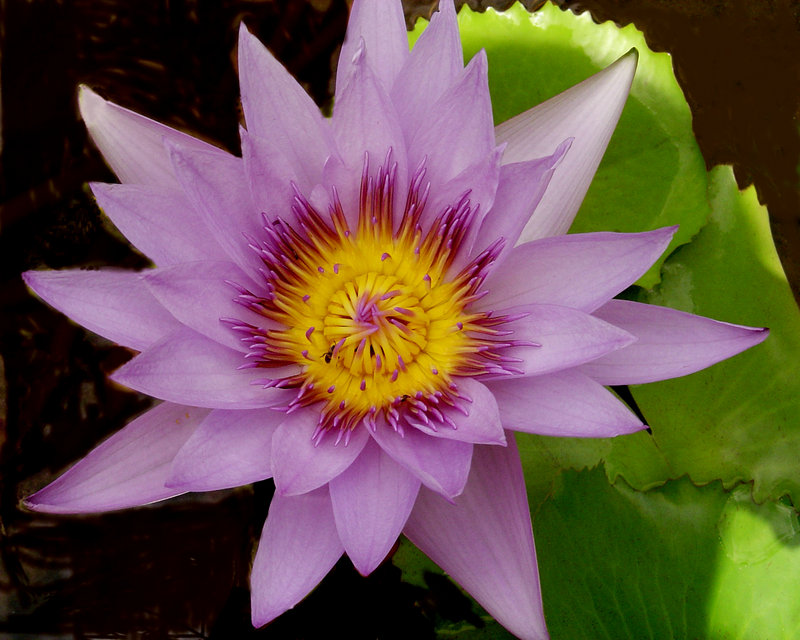 Lotus ( Water Lily) - Purple
