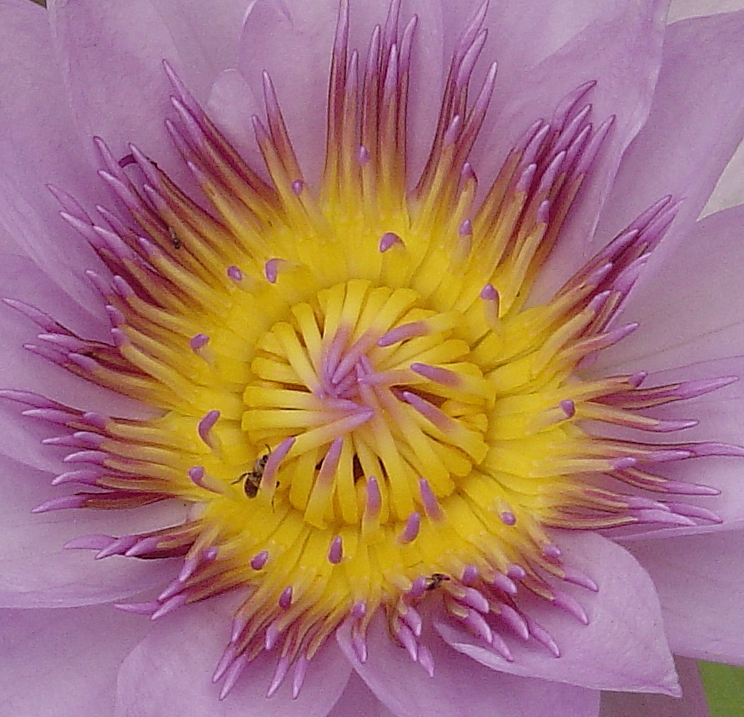 Lotus Purple - Close-up