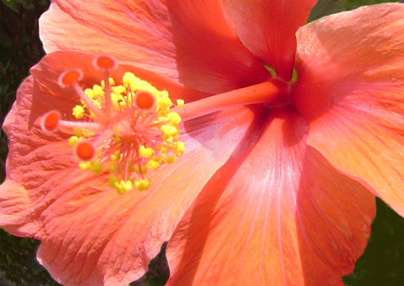 Orange Hybiscus