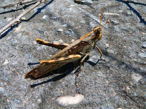 Grasshoper-edit.jpg