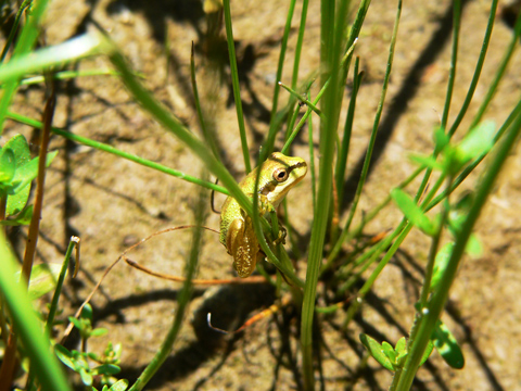 Frog-Blade-Grass.jpg