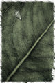 Broken Vein 1
