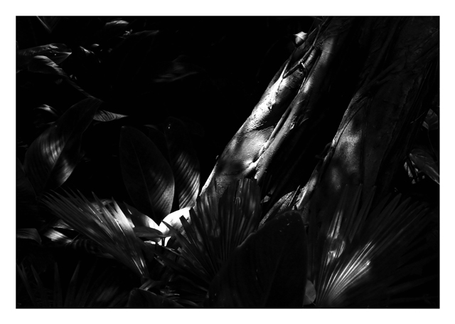Sun-kissed-Rainforest.jpg