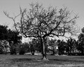 The Tree