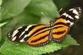 Butterfly- tiger?