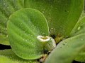 succulent leaves