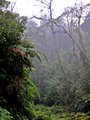 rain forest