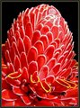 red pasion