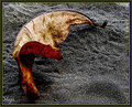 P731188b1.jpg