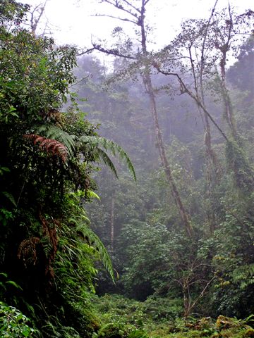 rain forest