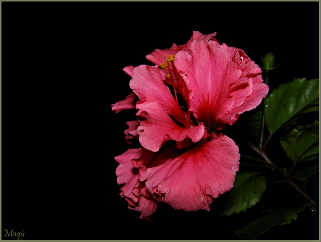 En rosa y noche