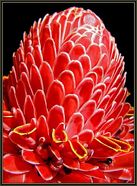 red pasion