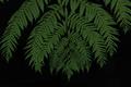 wet_fern.JPG