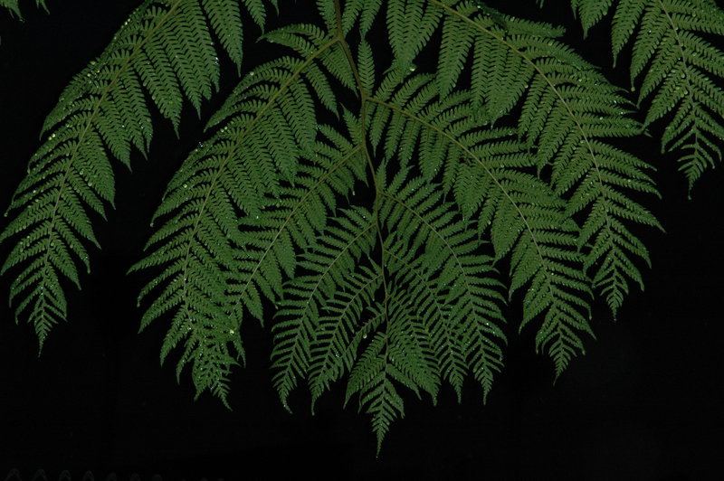 wet_fern.JPG