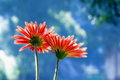 Gerbera Pair