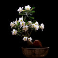 White Adenium