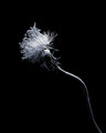Flowers-640.jpg