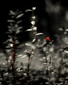 Red Flower