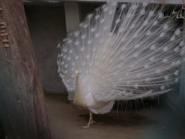 White Peacock Origianl