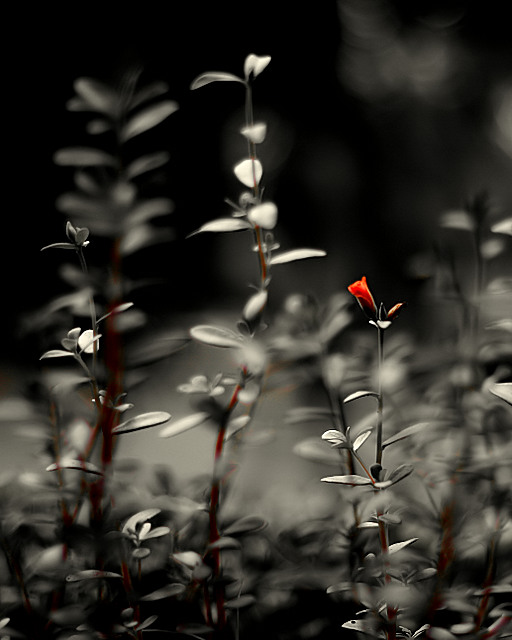 Red Flower