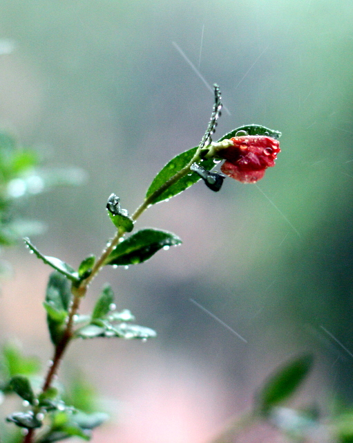 Monsoon Flower