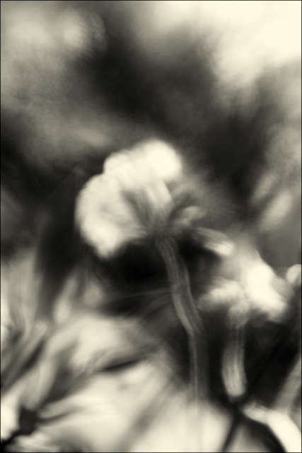 Genesis II