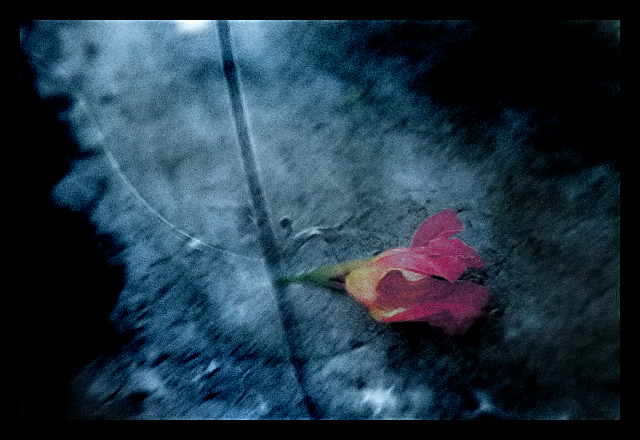 Fallen