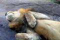 Sleeping Lion