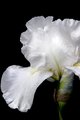 White Iris