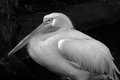 Pelican White