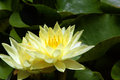 Yellow Water Lilies