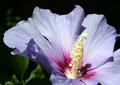 Hibiscus Blues