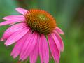 Pink Coneflower