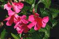 Mandevilla Vine