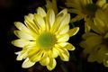 Daisy Shadows