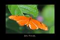 Julia Butterfly