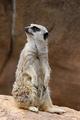 Curious Meerkat