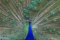 Peacock Splendor