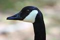 The Watch Goose