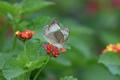 White Butterfly