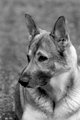 Shiloh in Black and White