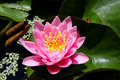 Pink Waterlily