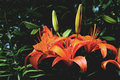 Orange Day Lilies